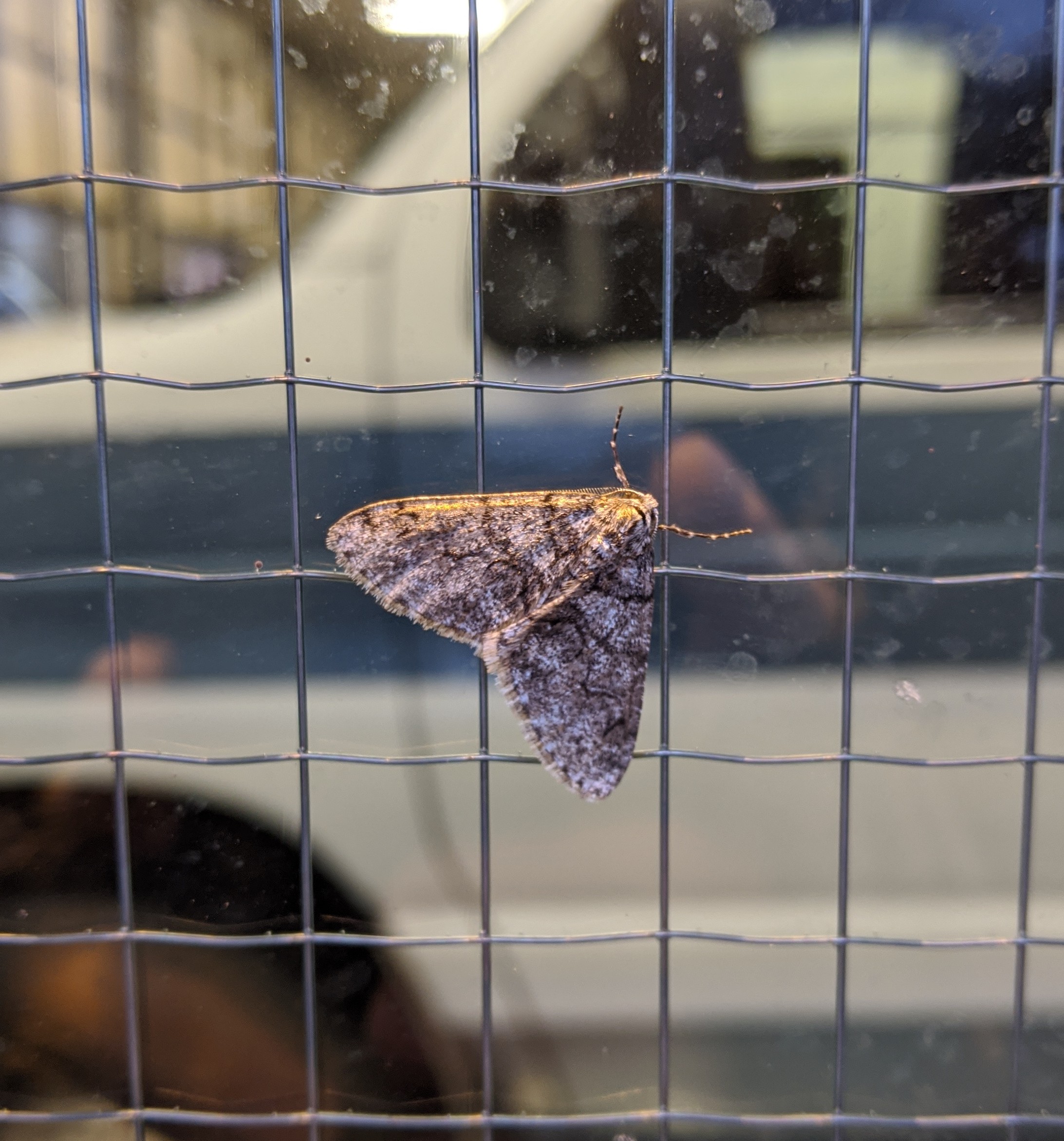 First moth of the year and it is only February!_20200205.jpg